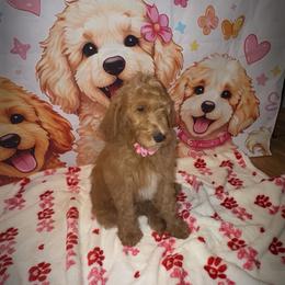 Purple collar - Red  female Goldendoodle puppy in Poinciana, Florida from All Tails Entertainment