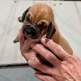 Girl 4 - Red female Bloodhound puppy in Paoli, Indiana from Houndsarunning Bloodhounds