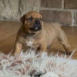 Blue collar male - Red male Boerboel puppy in Rockford, Illinois from Adoraboerboels