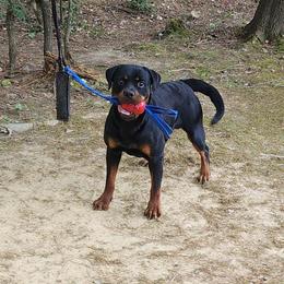 Atos - Black and mahogany male Rottweiler puppy in Prosperity, South Carolina from Michelle's Rottweilers