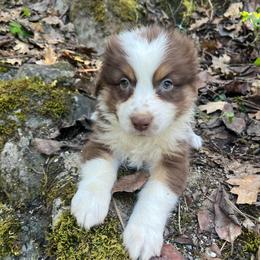 Liam - Red merle male Australian Shepherd puppy in Grants Pass, Oregon from Carmel Mountain Aussies