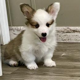 Mismark with 1 blue eye Fluffy boy 2 Triple Clear - Sable male Pembroke Welsh Corgi puppy in Rochester, Indiana from Stacy’s Pembroke Welsh Corgis