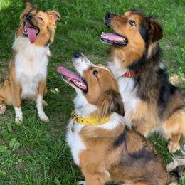 English Shepherd Puppies from Kefi Collie Co
