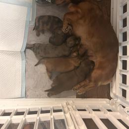 Dachshund All Grown Up from Always Darling Dachshunds