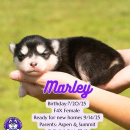 Marley - Black and white female Pomsky puppy in Humeston, Iowa from M.A.R. Dogs