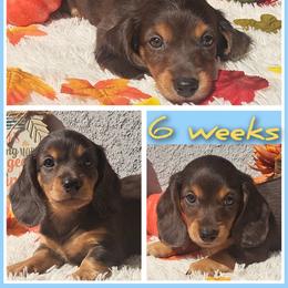 2200, Teddy - Dapple male Dachshund puppy in Winter Haven, Florida from Gateway 2 Little Paws