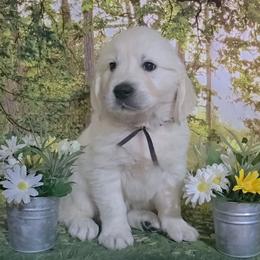Black - Light golden male Golden Retriever puppy in Salem, Ohio from Golden Pride Retrievers