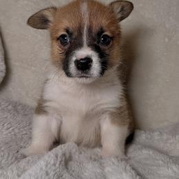 Pembroke Welsh Corgi Puppies from Sorrel Sands Corgis
