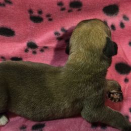 Girl 1 - Apricot female Mastiff puppy in Uhrichsville, Ohio from Angela's Mastiffs