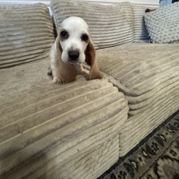 Yeti - Lemon and white male Basset Hound puppy in Brandon, Mississippi from Milton’s Bassets