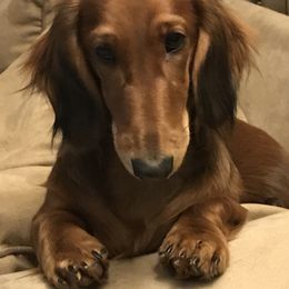 Sassy - Dachshund