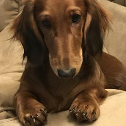 Sassy - Dachshund
