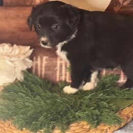 Dory - Black & white female Miniature Australian Shepherd puppy in California from Eagle River Aussies