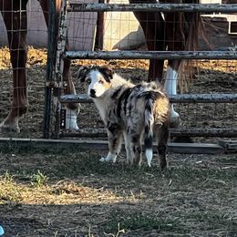 Australian Shepherd Puppies from Bears Paw Aussies