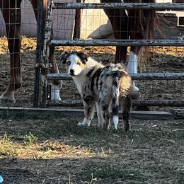 Australian Shepherd Puppies from Bears Paw Aussies