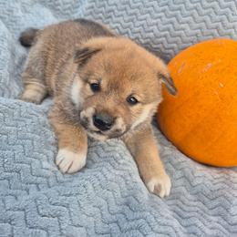 Chase - Sesame male Shiba Inu puppy in Columbus Junction, Iowa from Liz's Shiba Inu