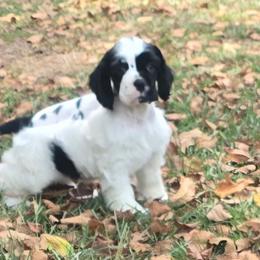 Storm - Black and white male Cocker Spaniel puppy in Florence, South Carolina from Reddick's American Cocker Spaniels