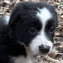 Wisp - Black and white female Border Collie puppy in Paris, Texas from Broadmoor Farm