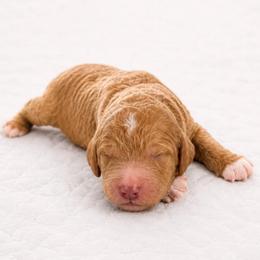 Austin (Auggie) - Red  male Goldendoodle puppy in Rocky Point, North Carolina from CelticDoods