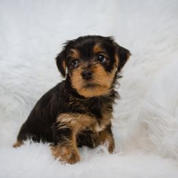 Yorkshire Terrier Puppies from Sharon Gellerman's Yorkshire Terriers