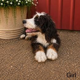 G1 Berne Markings - Tri-color female Bernedoodle puppy in North Zulch, Texas from Sweet Pup Schnauzers