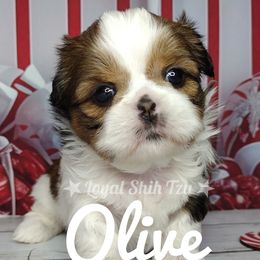 Zoey - Red and white female Shih Tzu puppy in Peoria, Arizona from Loyal Shih Tzu
