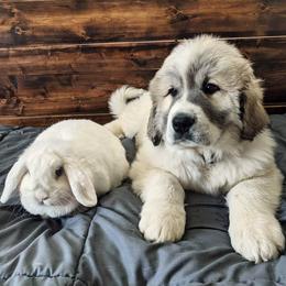 Dachshund and Great Pyrenees Puppies from Mulberry Meadow Farms