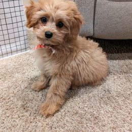 Cavapoo Puppies from PuppybuddyUSA