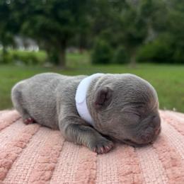 Zeus - Blue male French Bulldog puppy in Salisbury, Maryland from 77 Frenchies Maryland