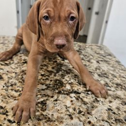 Shih Tzu and Vizsla Puppies from Kevin Hastings