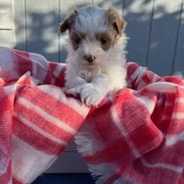 Gelato - White Maltipoo puppy in Boston, Kentucky from MountCarmelPuppies
