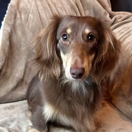 Mylo - Dachshund