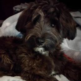Milo - Havanese