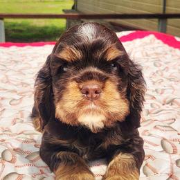 Blue Boy - Brown white and tan male Cocker Spaniel puppy in Beggs, Oklahoma from Southern Country Cockers