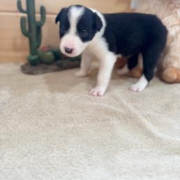 Montana - Black and white female Border Collie puppy in Owenton, Kentucky from Three16 Ranch