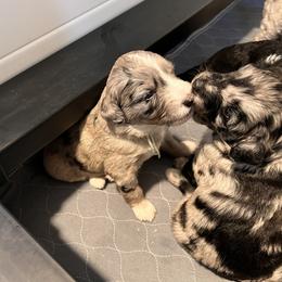 Aussiedoodle Puppies from Happy Hippy Doodles