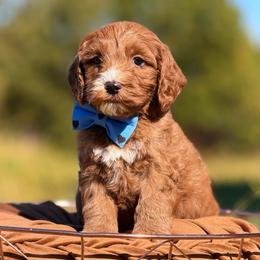 Tennessee - Red male Australian Labradoodle puppy in Clarksville, Tennessee from Fairytale Lane Australian Labradoodles