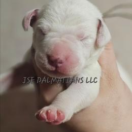 Grey - White and liver brown male Dalmatian puppy in Conrath, Wisconsin from JSF Dalmatians LLC