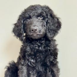 Gray - Black male Goldendoodle puppy in Hesperia, Michigan from Red Acres Poodles & Doodles