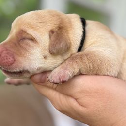 Freedom Ranch Labs - Black Collar Male - Yellow male Labrador Retriever puppy in Davidsonville, Maryland from Krys Ruth