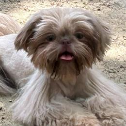 Violet - Shih Tzu