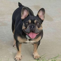 Lotus - French Bulldog