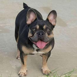 Lotus - French Bulldog