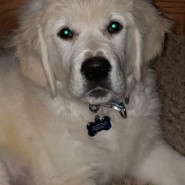 Golden Retriever Puppies from Fiddle In Gold Retrievers