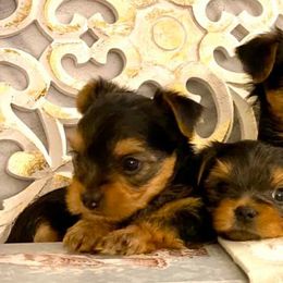 Yorkshire Terriers from Cuddle Wind Yorkies