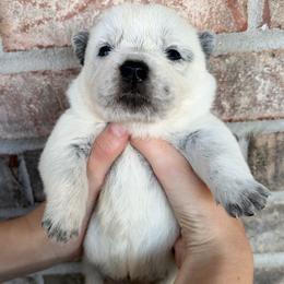 Boy 6 - Blue male Australian Cattle Dog puppy in Irvington, Kentucky from Dry Valley’s Australian Cattle Dogs