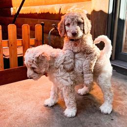 Goldendoodle Puppies from Lundee Doodles