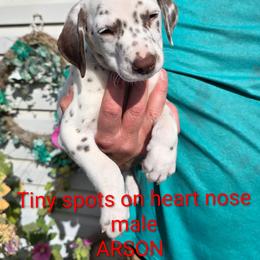 Arson - White and liver brown male Dalmatian puppy in Burley, Idaho from Hot Diggety Dogs LLC