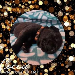 Cocoa - Brown Collar - Black male Labrador Retriever puppy in Sumerduck, Virginia from Cedar Mountain Retrievers