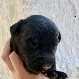 Girl 11 - Black female Giant Schnauzer puppy in Sedalia, Missouri from Valour's Giants